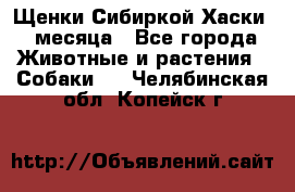 Щенки Сибиркой Хаски 2 месяца - Все города Животные и растения » Собаки   . Челябинская обл.,Копейск г.